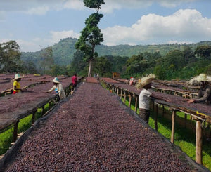 Ethiopia Yirgacheffe